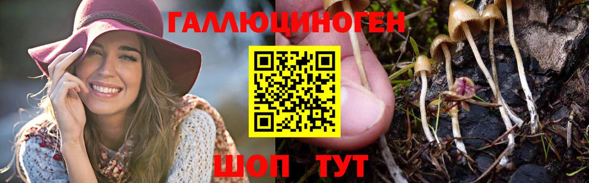 Россошь  Галлюциногенные грибы GOLDEN TEACHER  Псилоцибиновые грибы Cubensis  Вход с VPN 